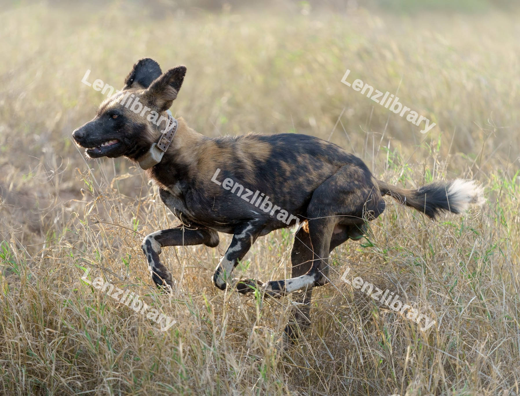 African wild dog